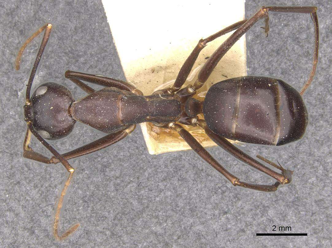 Plancia ëd Camponotus autrani Forel 1886