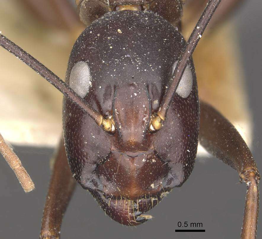 Image of Camponotus autrani Forel 1886