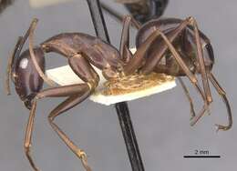 Image of Camponotus autrani Forel 1886