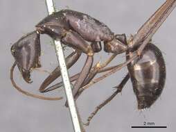 Plancia ëd Camponotus subnitidus Mayr 1876