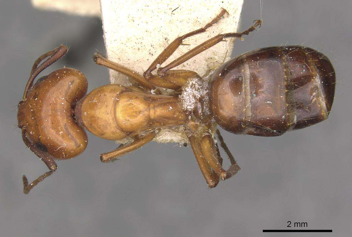 Imagem de Camponotus alii Forel 1890