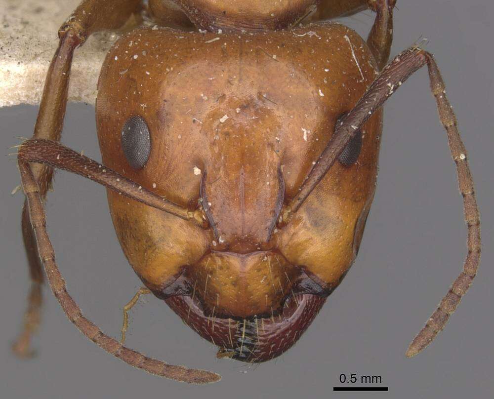 صورة Camponotus alii Forel 1890