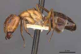 Imagem de Camponotus alii Forel 1890