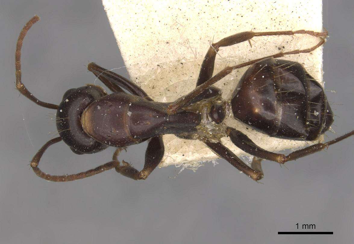 Plancia ëd Camponotus alii Forel 1890