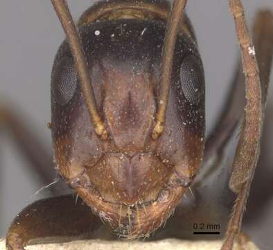 Image of Camponotus alii Forel 1890