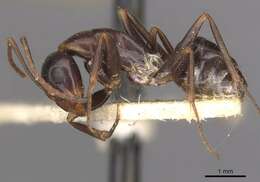 صورة Camponotus alii Forel 1890