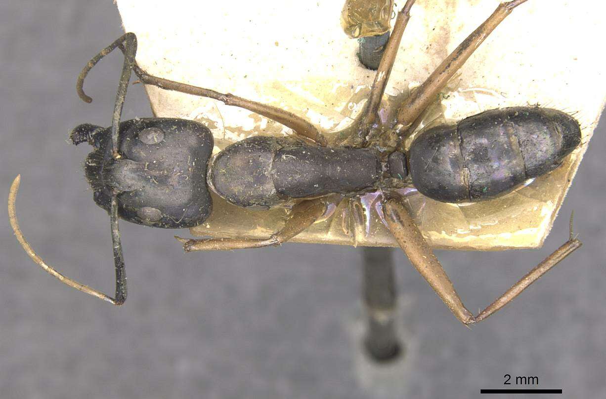 Слика од Camponotus arnoldinus Forel 1914