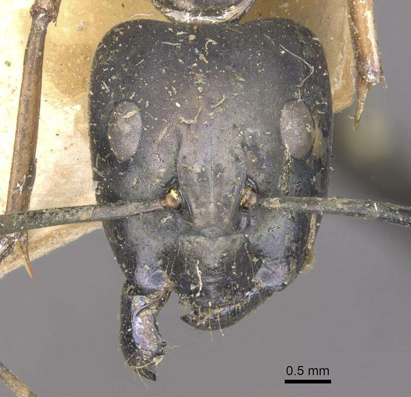 Слика од Camponotus arnoldinus Forel 1914