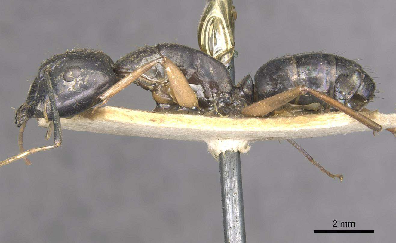 Слика од Camponotus arnoldinus Forel 1914