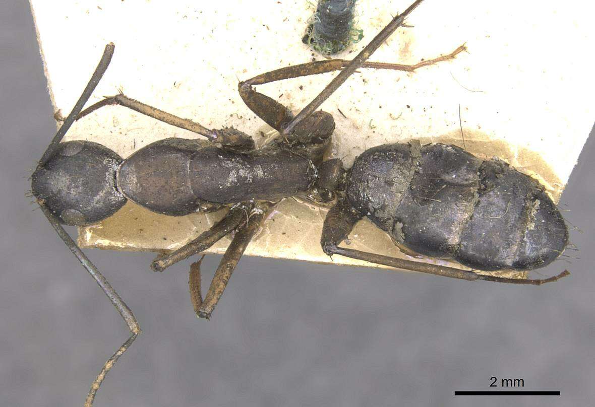 Слика од Camponotus arnoldinus Forel 1914