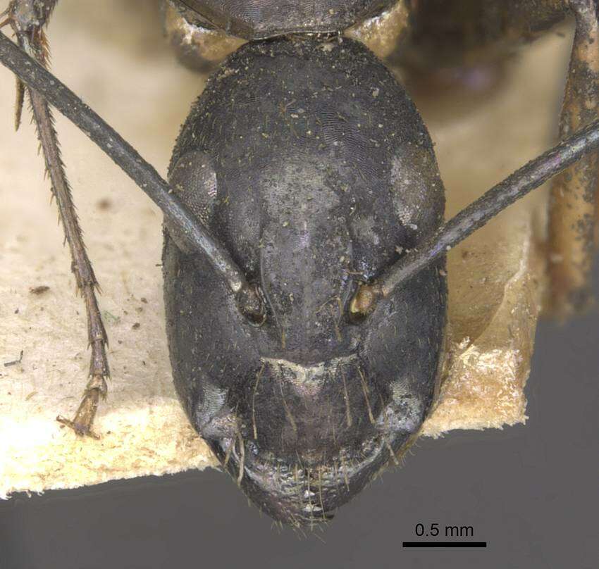 Слика од Camponotus arnoldinus Forel 1914