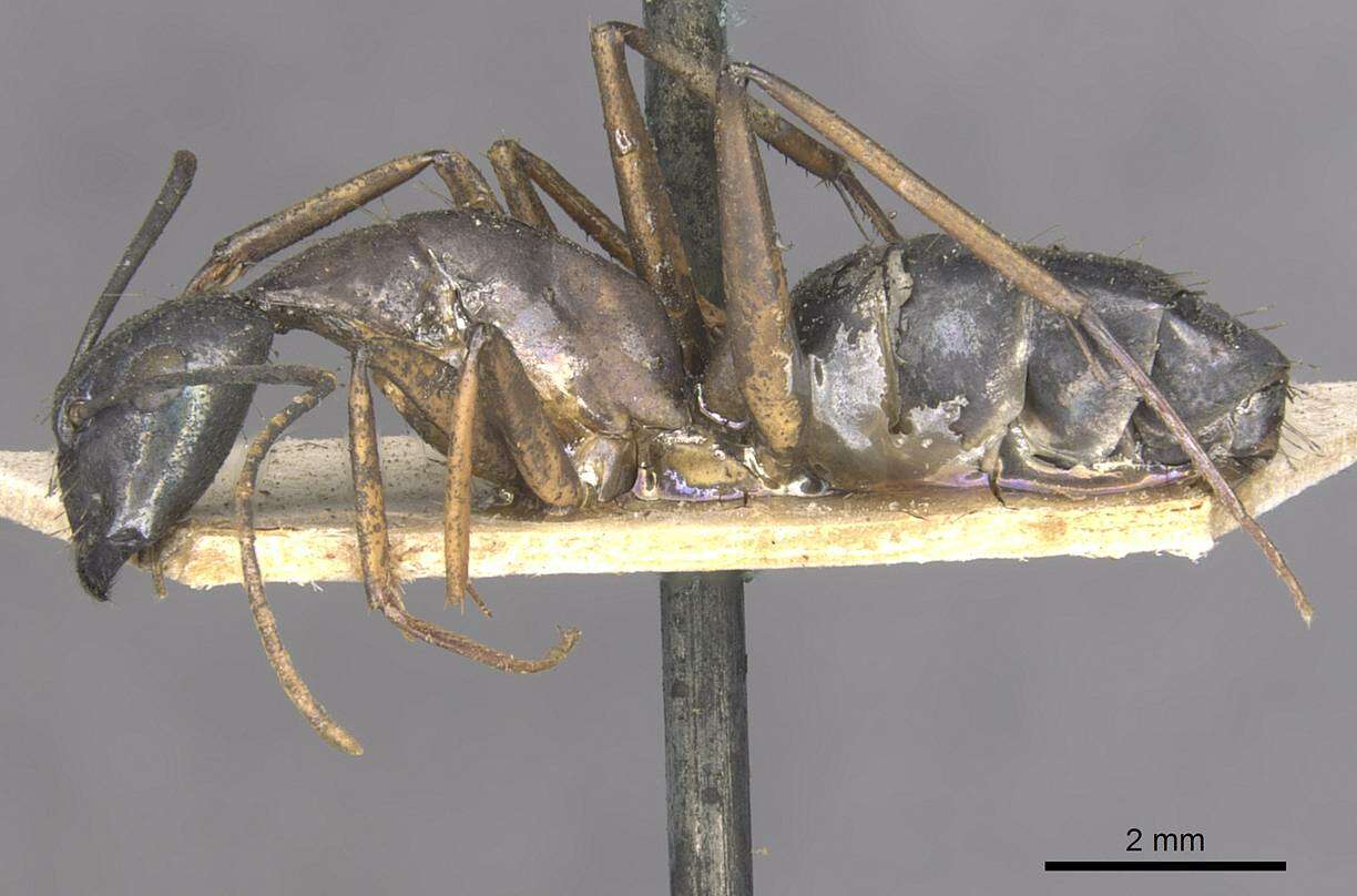 Слика од Camponotus arnoldinus Forel 1914