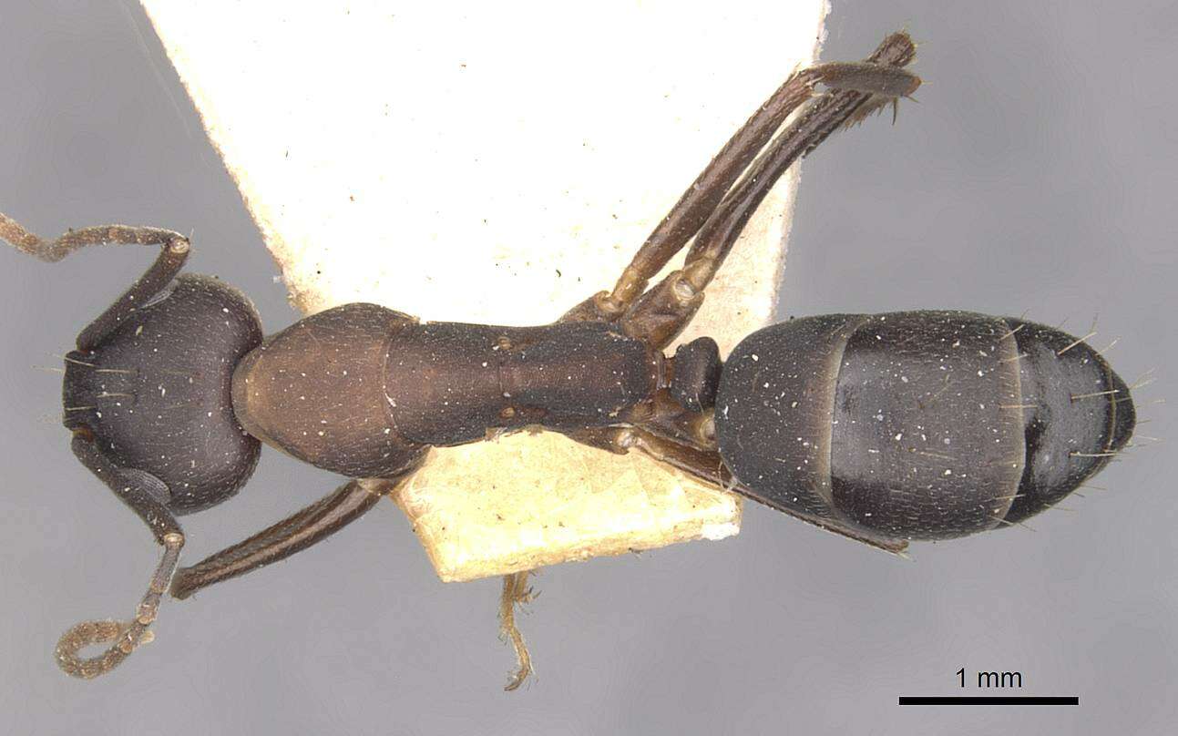 Imagem de Camponotus thraso Forel 1893