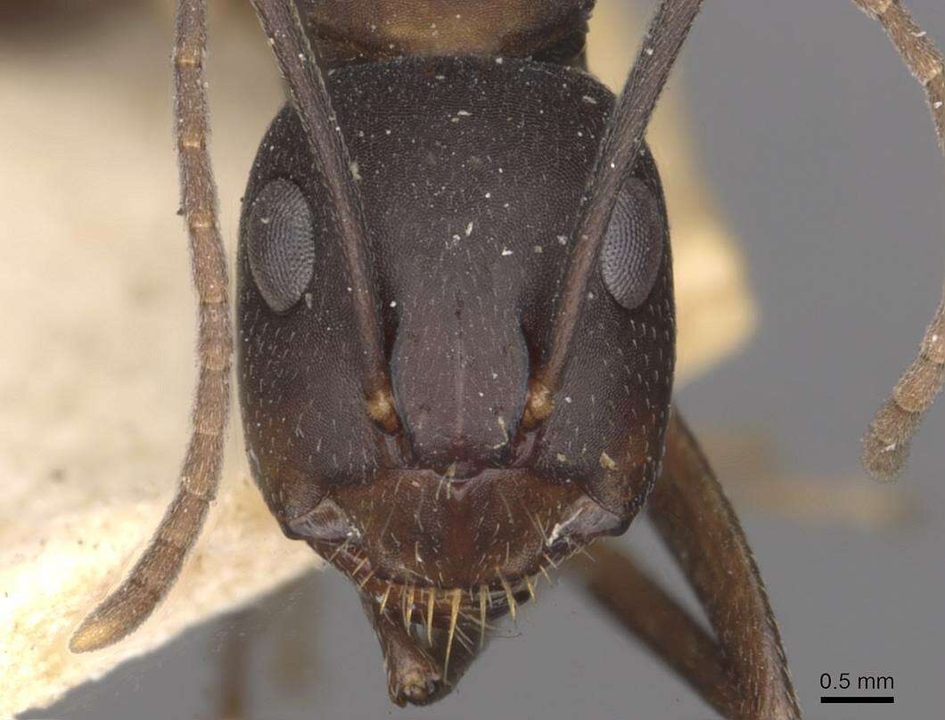 Imagem de Camponotus thraso Forel 1893