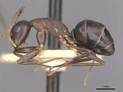 Imagem de Camponotus thraso Forel 1893