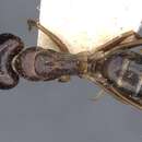 Image of Camponotus albosparsus Bingham 1903