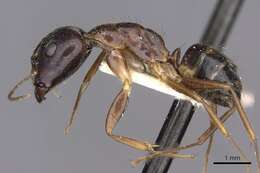 Image of Camponotus albosparsus Bingham 1903