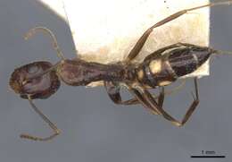 Image of Camponotus albosparsus Bingham 1903