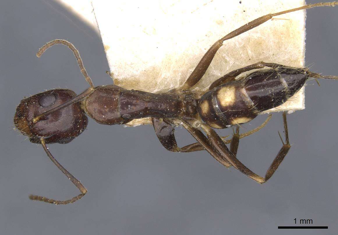 Image de Camponotus albosparsus Bingham 1903