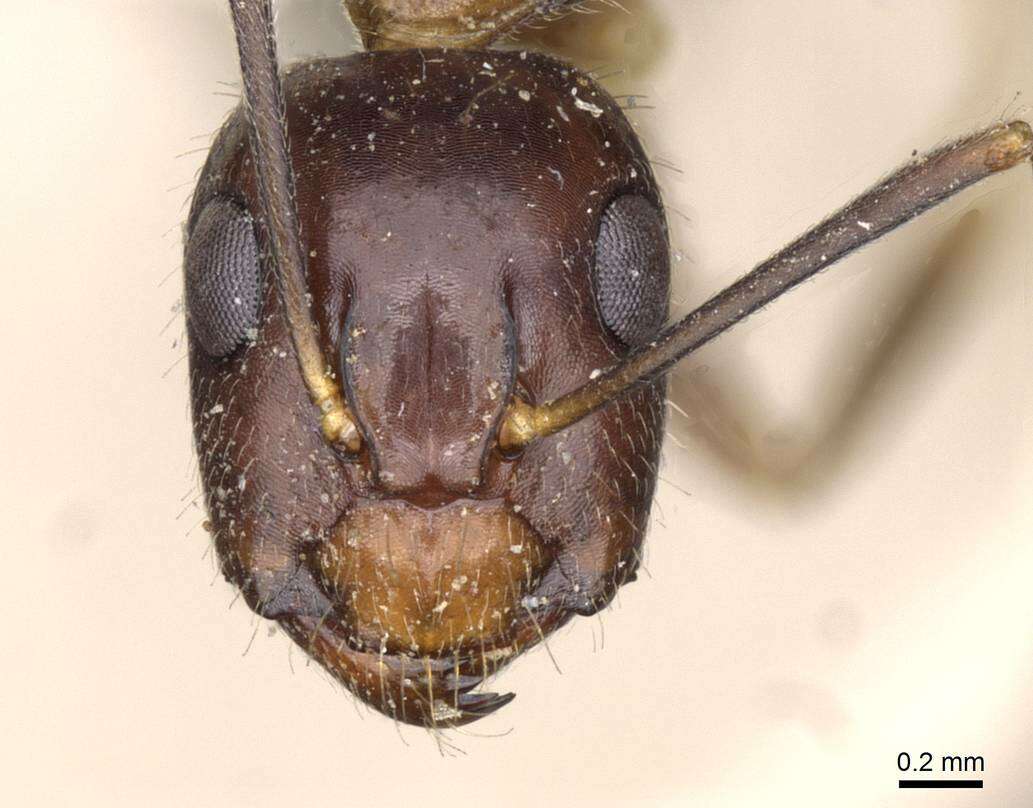 Image de Camponotus albosparsus Bingham 1903