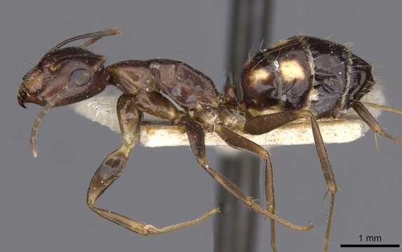 Image of Camponotus albosparsus Bingham 1903