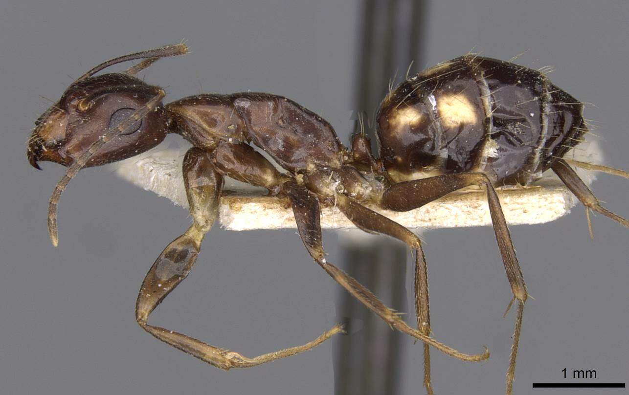 Image de Camponotus albosparsus Bingham 1903