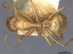 Image de Camponotus buddhae Forel 1892