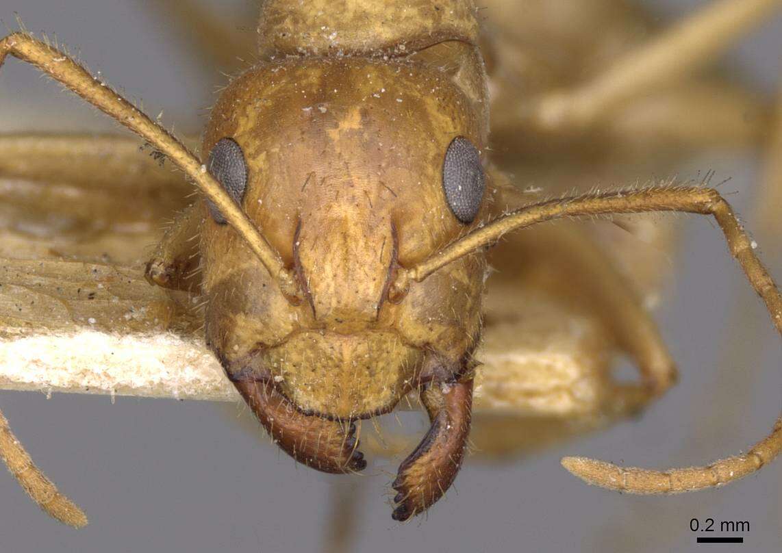 Plancia ëd Camponotus buddhae Forel 1892