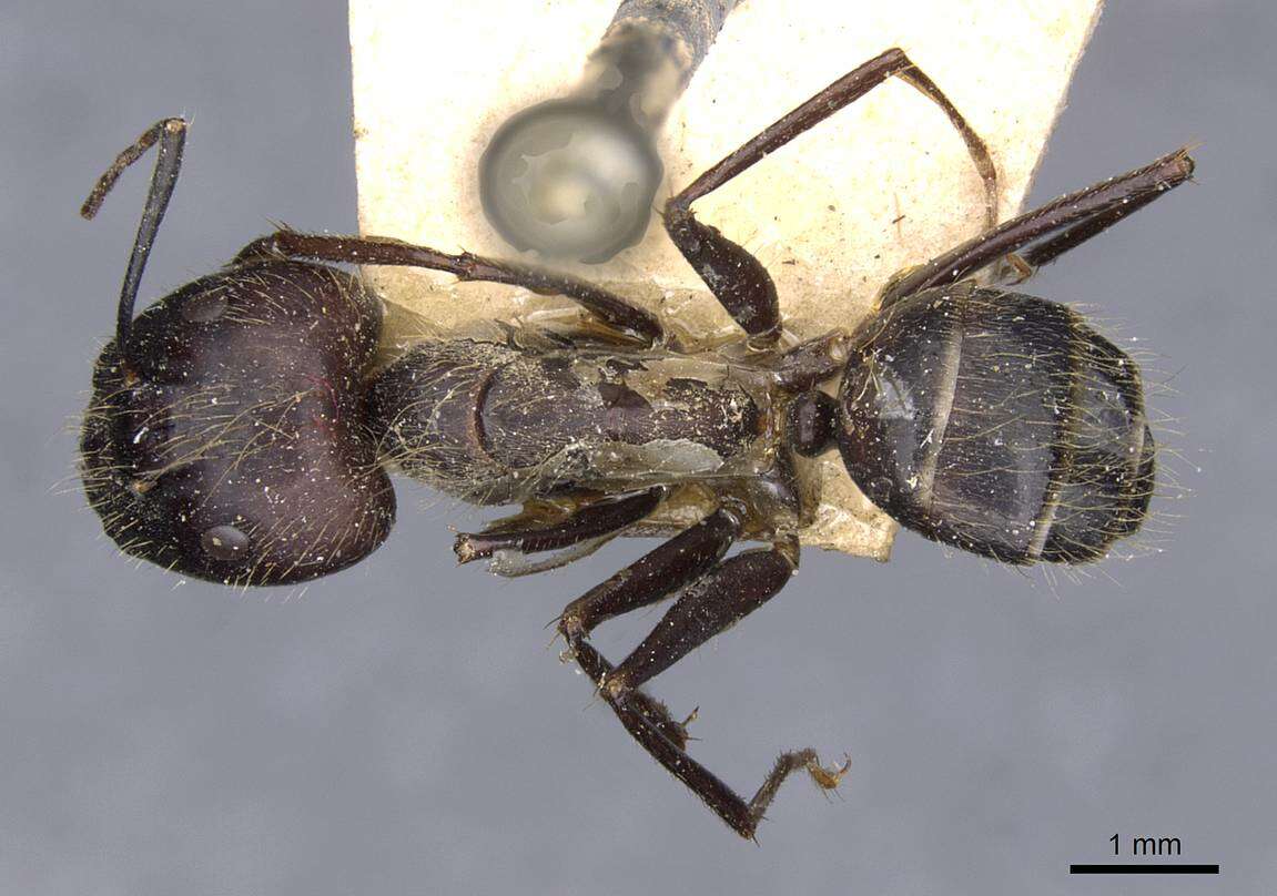 Image of Camponotus crassisquamis Forel 1902