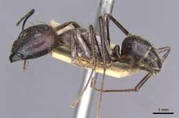 Image of Camponotus crassisquamis Forel 1902