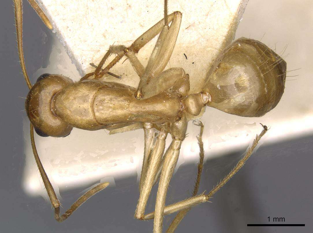 Plancia ëd Camponotus buddhae Forel 1892