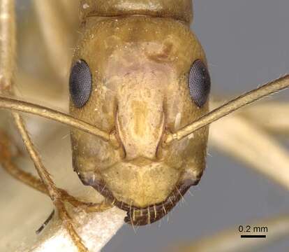 Imagem de Camponotus buddhae Forel 1892