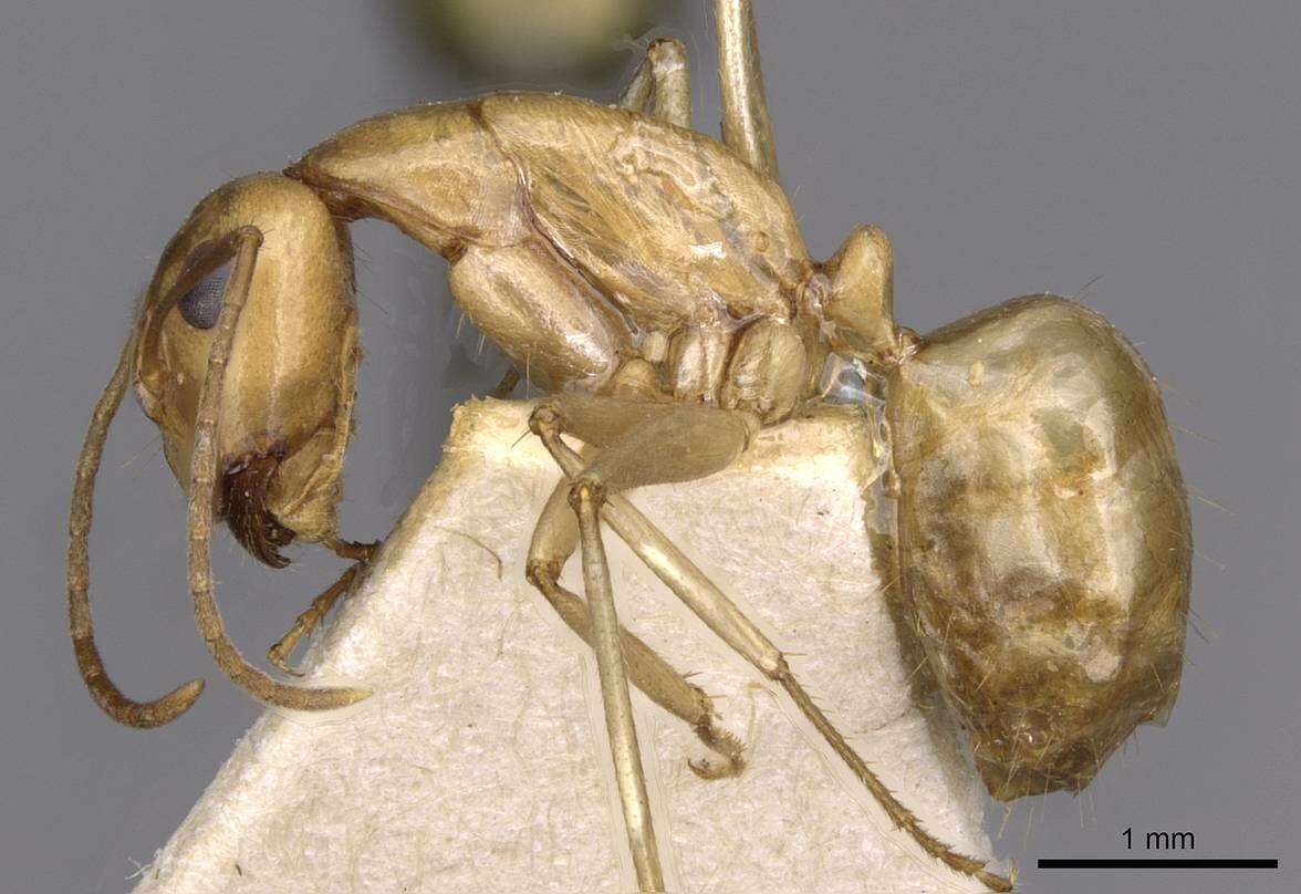 Plancia ëd Camponotus buddhae Forel 1892