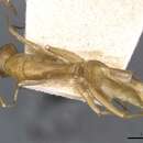 Image of Camponotus invidus Forel 1892