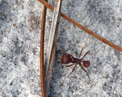 Image of Florida Harvester Ant