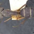 Image of Camponotus lamarckii Forel 1892