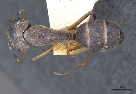 Plancia ëd Camponotus lamarckii Forel 1892