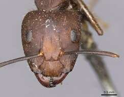 Слика од Camponotus nicobarensis Mayr 1865