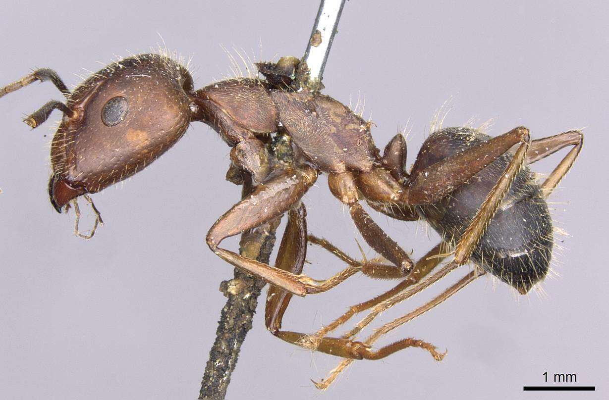 Слика од Camponotus nicobarensis Mayr 1865