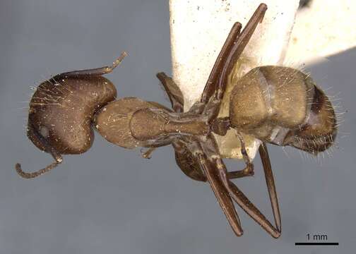 Image of Camponotus exiguoguttatus Forel 1886