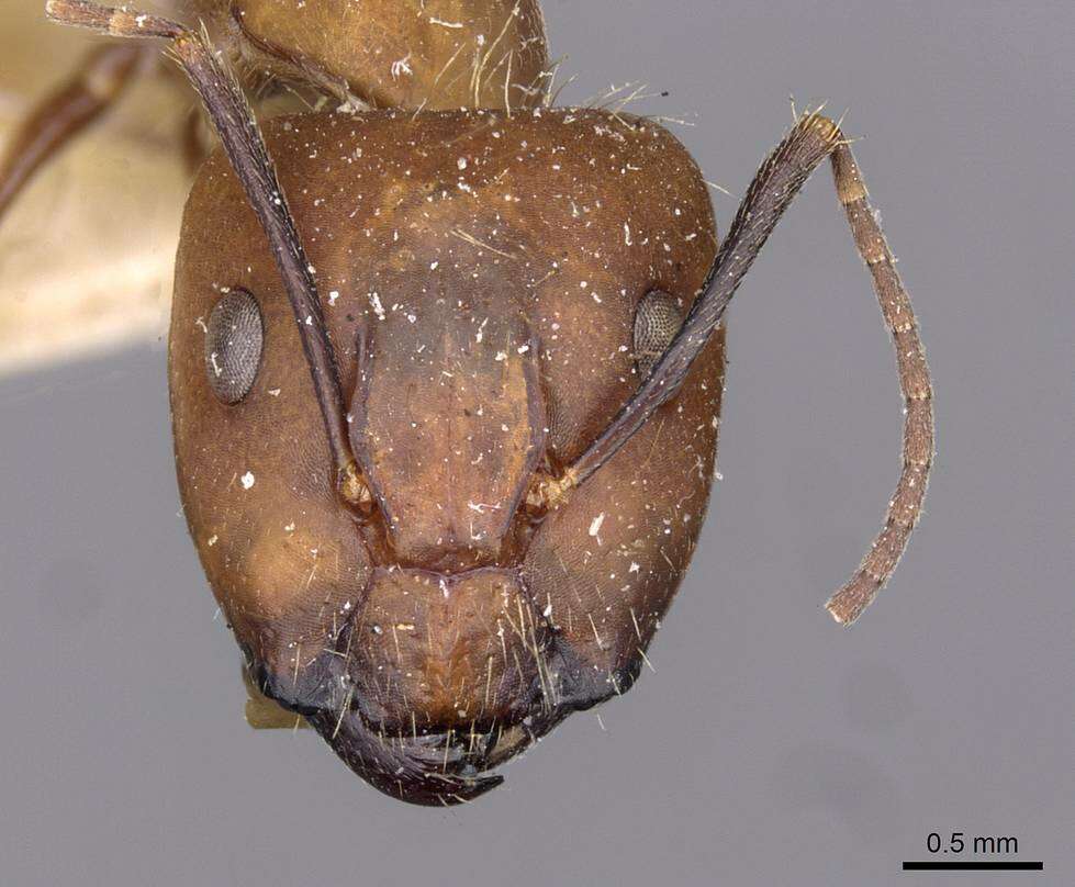 Image of Camponotus exiguoguttatus Forel 1886