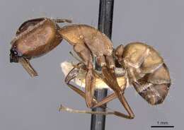 Image of Camponotus exiguoguttatus Forel 1886