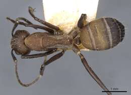 Image of Camponotus exiguoguttatus Forel 1886