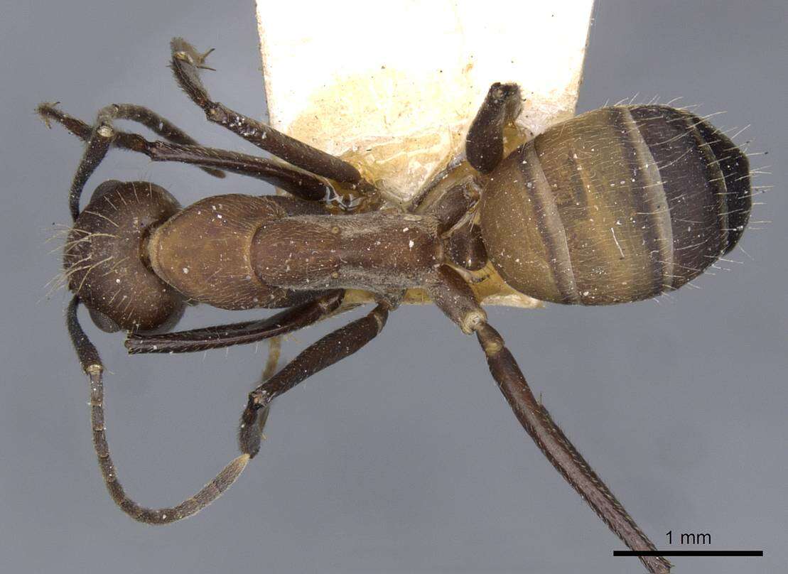 Image of Camponotus exiguoguttatus Forel 1886