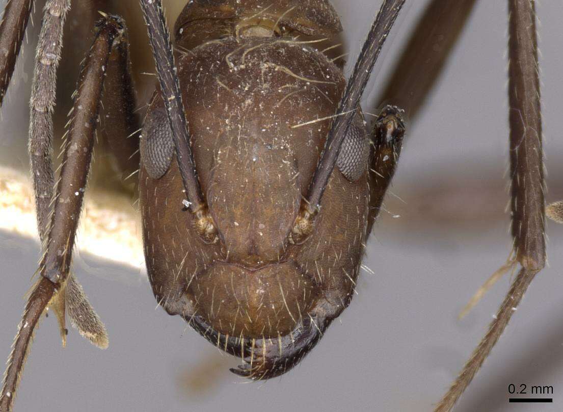 Image of Camponotus exiguoguttatus Forel 1886