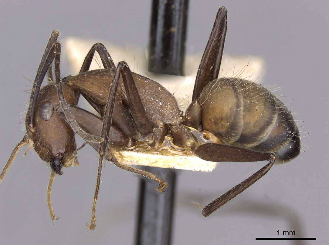 Image of Camponotus exiguoguttatus Forel 1886