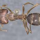 Imagem de Camponotus setitibia Forel 1901