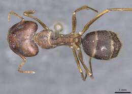 Imagem de Camponotus setitibia Forel 1901