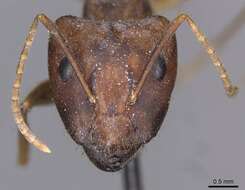 Imagem de Camponotus setitibia Forel 1901