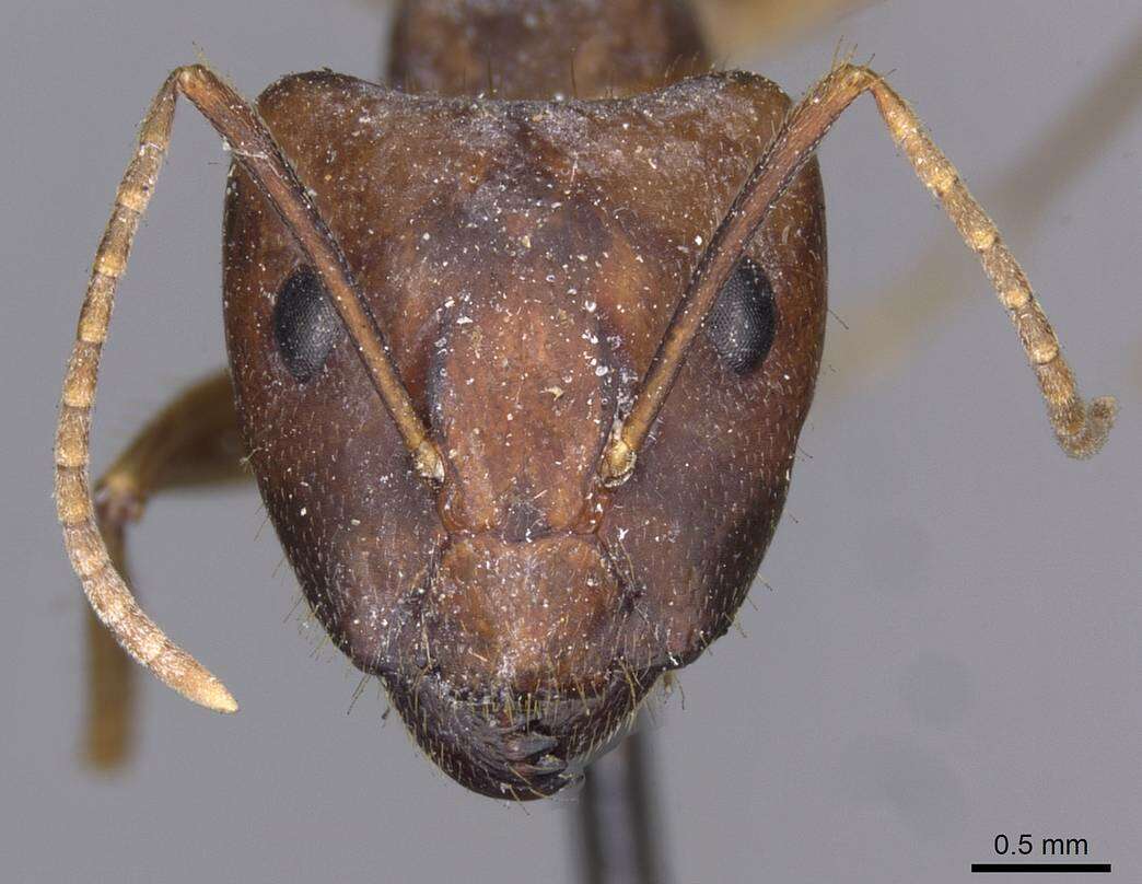 Imagem de Camponotus setitibia Forel 1901